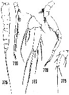Espèce Oculosetella gracilis - Planche 1 de figures morphologiques