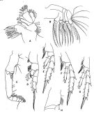 Espèce Aetideus arcuatus - Planche 3 de figures morphologiques