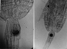 Espèce Pleuromamma piseki - Planche 4 de figures morphologiques