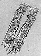 Species Pleuromamma piseki - Plate 5 of morphological figures