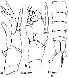 Espèce Ridgewayia marki minorcaensis - Planche 4 de figures morphologiques