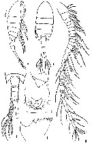 Espce Eurytemora arctica - Planche 1 de figures morphologiques