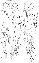 Espce Eurytemora arctica - Planche 3 de figures morphologiques