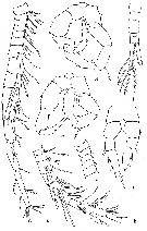 Espce Eurytemora arctica - Planche 4 de figures morphologiques