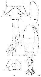 Espce Eurytemora yukonensis - Planche 1 de figures morphologiques