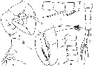 Espce Eurytemora yukonensis - Planche 5 de figures morphologiques