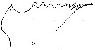 Espce Eurytemora yukonensis - Planche 4 de figures morphologiques