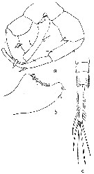 Species Eurytemora composita - Plate 4 of morphological figures