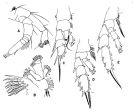 Espèce Aetideopsis minor - Planche 2 de figures morphologiques