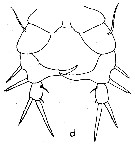 Species Eurytemora composita - Plate 3 of morphological figures