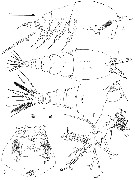 Espèce Caromiobenella hamatapex - Planche 1 de figures morphologiques