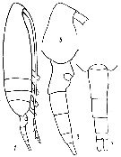 Species Pseudocalanus minutus - Plate 6 of morphological figures