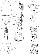 Espèce Cenognatha antarctica - Planche 1 de figures morphologiques