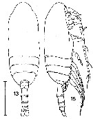 Espèce Drepanopus pectinatus - Planche 3 de figures morphologiques