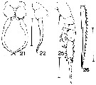 Espèce Drepanopus pectinatus - Planche 4 de figures morphologiques