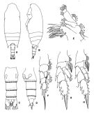 Espèce Chiridius gracilis - Planche 1 de figures morphologiques