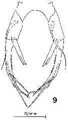 Espèce Pontellina sobrina - Planche 5 de figures morphologiques