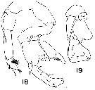 Species Pontellina platychela - Plate 5 of morphological figures