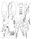 Species Chiridius polaris - Plate 1 of morphological figures