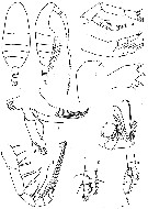 Espèce Euaugaptilus mixtus - Planche 4 de figures morphologiques