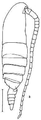 Species Calanus sinicus - Plate 3 of morphological figures