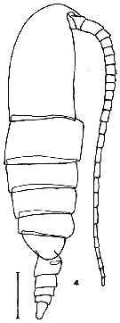 Species Calanus jashnovi - Plate 2 of morphological figures