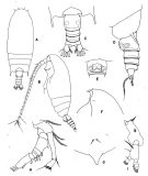 Espèce Gaetanus tenuispinus - Planche 1 de figures morphologiques
