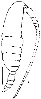 Espèce Calanus sinicus - Planche 8 de figures morphologiques