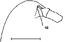Espèce Calanus jashnovi - Planche 3 de figures morphologiques