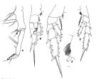 Espèce Gaetanus tenuispinus - Planche 2 de figures morphologiques