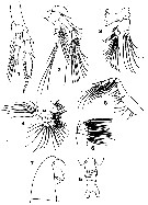 Espèce Calanus sinicus - Planche 13 de figures morphologiques