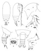 Espèce Gaetanus brevispinus - Planche 1 de figures morphologiques