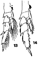 Espèce Undinula vulgaris - Planche 12 de figures morphologiques