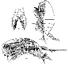 Espèce Undinula vulgaris - Planche 11 de figures morphologiques