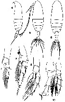Species Canthocalanus pauper - Plate 5 of morphological figures