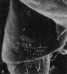 Species Pontellina plumata - Plate 25 of morphological figures