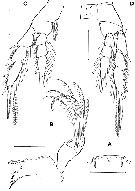 Espèce Iboyella cubensis - Planche 3 de figures morphologiques