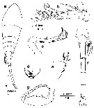 Espèce Lubbockia aculeata - Planche 4 de figures morphologiques