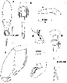 Espèce Lubbockia squillimana - Planche 2 de figures morphologiques