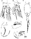 Espèce Oncaea ornata - Planche 4 de figures morphologiques