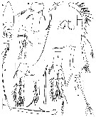 Espèce Hyalopontius spinatus - Planche 1 de figures morphologiques
