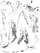 Espèce Hyalopontius roei - Planche 1 de figures morphologiques