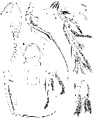 Species Hyalopontius cinctus - Plate 1 of morphological figures