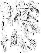 Species Mormonilla phasma - Plate 2 of morphological figures