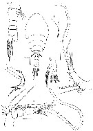 Species Ratania flava - Plate 7 of morphological figures