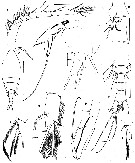 Espèce Hyalopontius typicus - Planche 4 de figures morphologiques