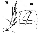 Espèce Aegisthus aculeatus - Planche 2 de figures morphologiques