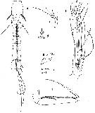 Espèce Paralubbockia longipedia - Planche 3 de figures morphologiques