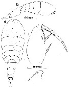 Espèce Oncaea mediterranea - Planche 7 de figures morphologiques