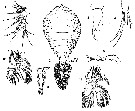 Espèce Pachos dentatum - Planche 1 de figures morphologiques